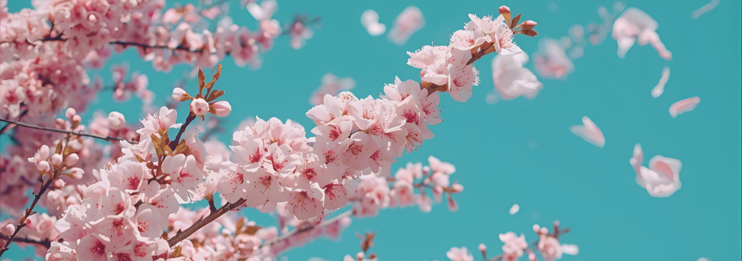 hana fubuki concert 2025